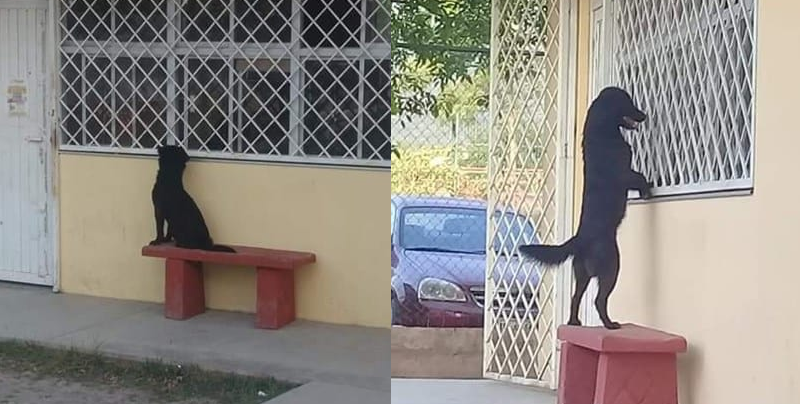 Perrito entra a escuela para buscar a su dueño por la ventana
