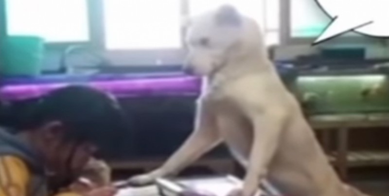 Padre entrena a perro para que vigile que su hija haga la tarea en China