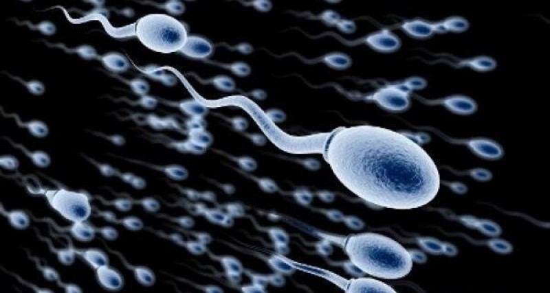 La mentira sobre los espermatozoides que siempre hemos creído cierta
