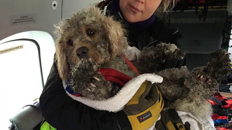 Perro perdido por 48 horas es rescatado en las montañas de Escocia