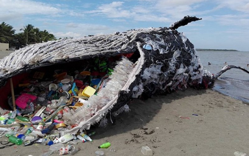 Encuentran ballena muerta con más de 40 kg de plástico en su estómago
