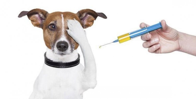 ¿Sabes cuáles son las vacunas primordiales para cachorros?