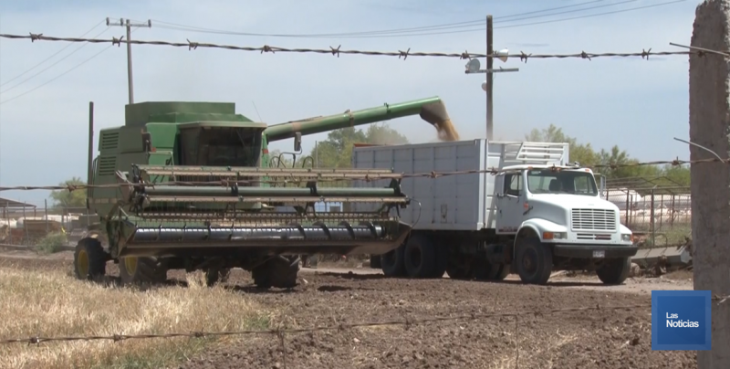 Listo el transporte de carga para acarreo de la cosecha triguera