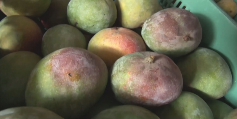 Estima caída del 80 por ciento en la producción de mango en Escuinapa