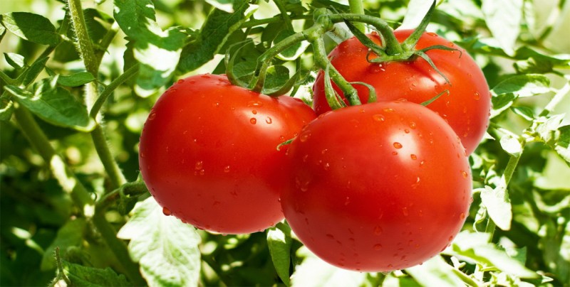 Gobierno mexicano abordará tema del tomate en reunión bilateral con EE.UU.