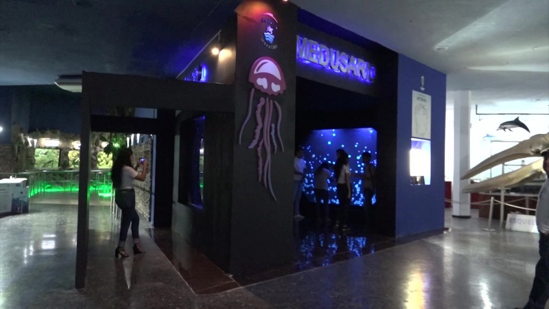 Tiene Mazatlán el medusario más grande de México
