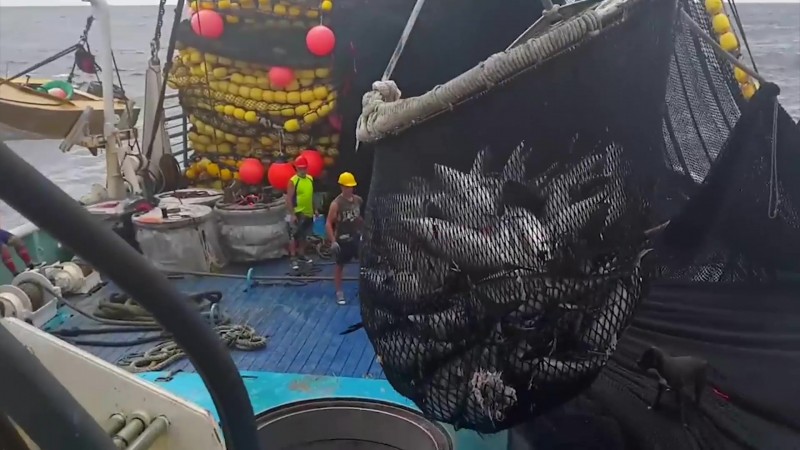 Rompe récord producción de atún en Mazatlán