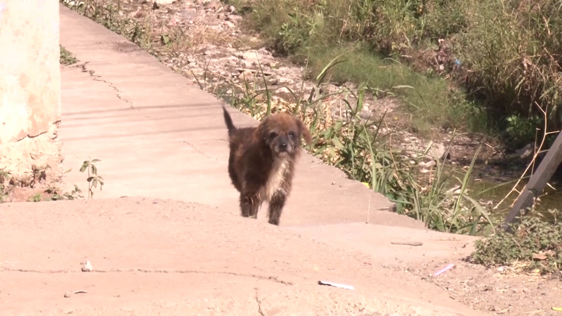 Vectores y Zoonosis continúa con campaña de vacunación de perros y gatos