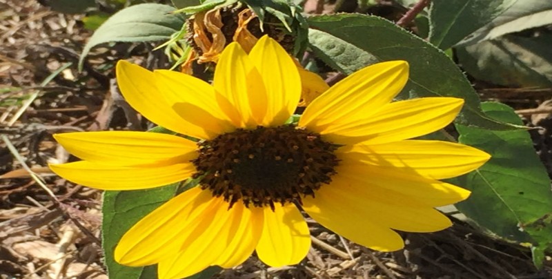 Girasoles, también conocido como chimalatl o chimalxóchitl | Sinaloa |  Noticias | TVP 