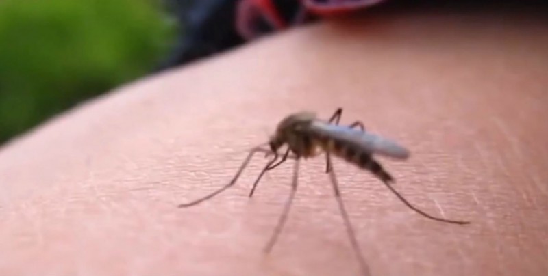 3 casos de Zika y 23 de dengue en el estado