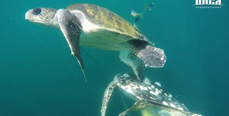 Rescatan en playas de Mazatlán dos tortugas atrapadas en red de pesca