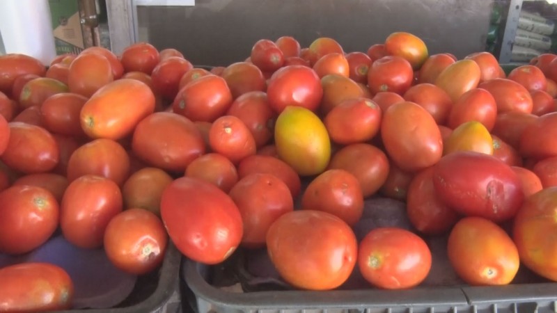 Precio de tomate no subirá hasta junio