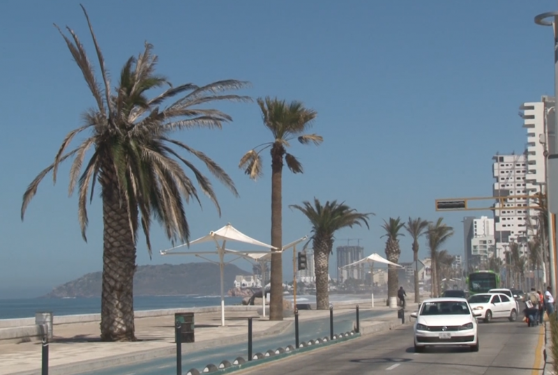 Buscará comuna reemplazar palmeras secas del Malecón