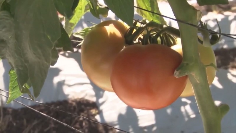 El arancel impuesto por Estados Unidos al tomate mexicano costará a los exportadores 350 millones de dólares