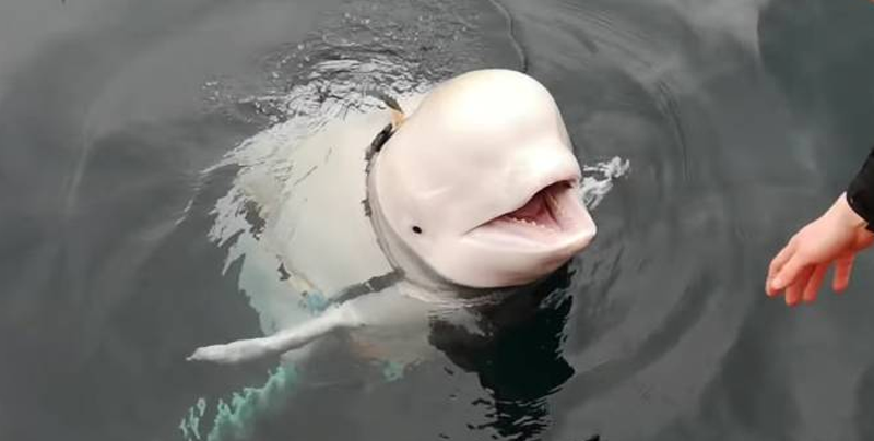 Una amable beluga regresa celular que se le cayó a mujer