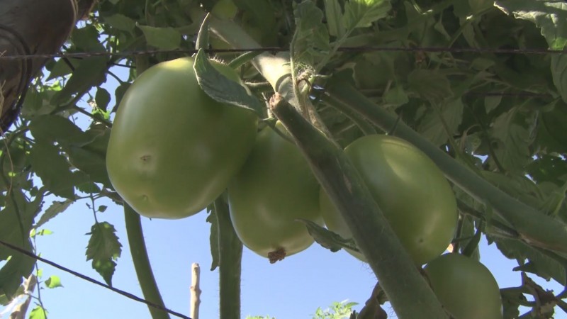 Mas de 85 mil empleos en riesgo en Sinaloa con la imposición del arancel al tomate mexicano