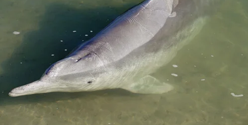 Hombre encuentra a delfín en un río y lo carga con sus propias manos hacia el mar
