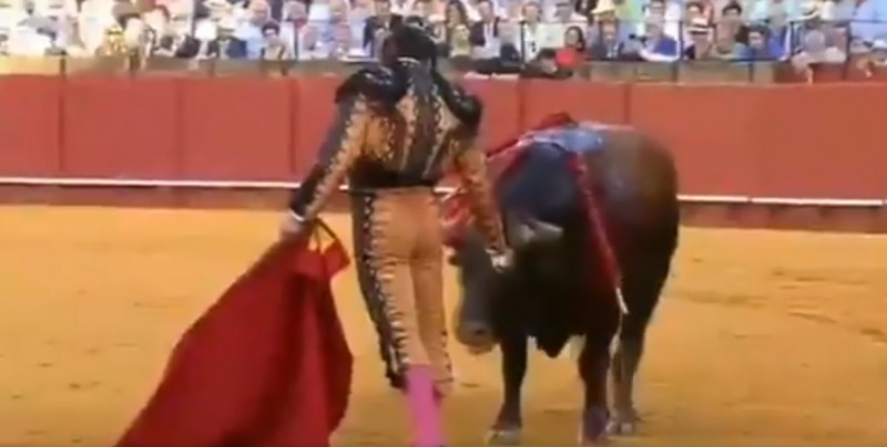 #Video Torero limpia las lágrimas a toro y después lo mata