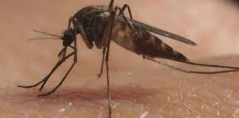 24 casos de dengue en Sinaloa