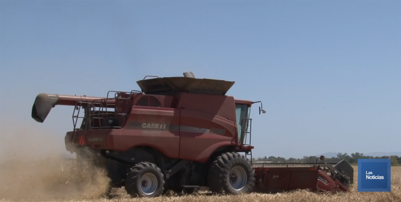La cosecha de trigo registra un 82% de avance en el Valle del Yaqui