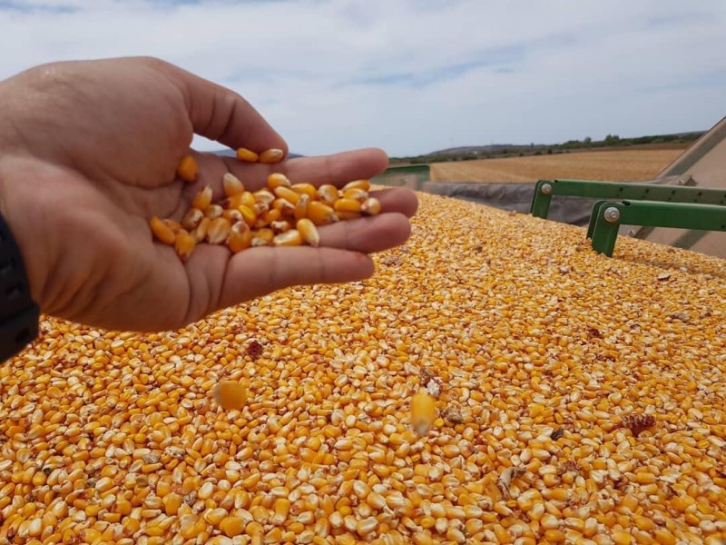 Retraso en la siembra de maíz amarillo en Estados Unidos provoca repunte en el precio internacional
