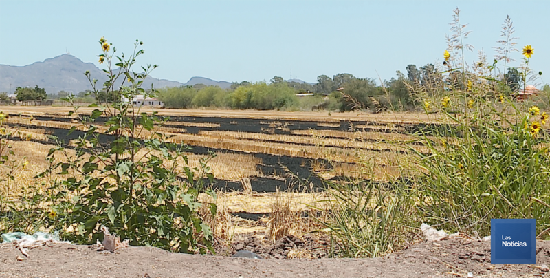 Encienden Gavilla en los alrededores de Fraccionamiento las Haciendas