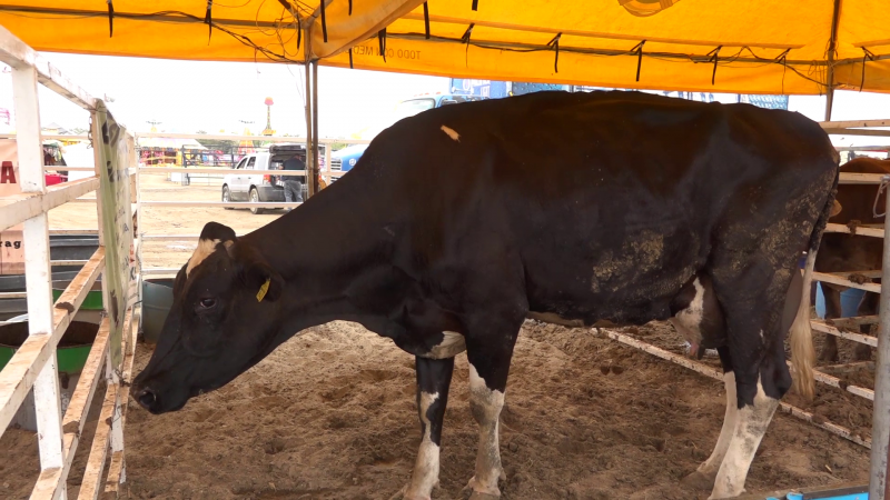 Establo "El Camarón" gana concurso de la vaca lechera