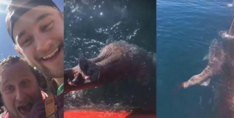 VIDEO: Le cortan la cola a tiburón y se burlan de él en redes sociales