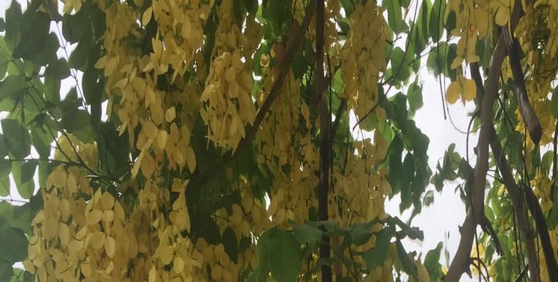 La cassia fístula  es un árbol hermoso, muy colorido