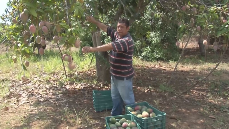 Estiman caída del 40 por ciento en la producción de mango en el sur de Sinaloa