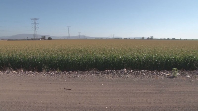 Garantizada la comercialización de toda la producción de maíz de Sinaloa