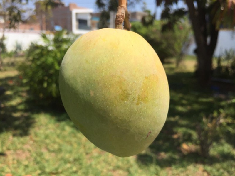 Baja la producción de mango debido a los estragos de "Willa": AARP