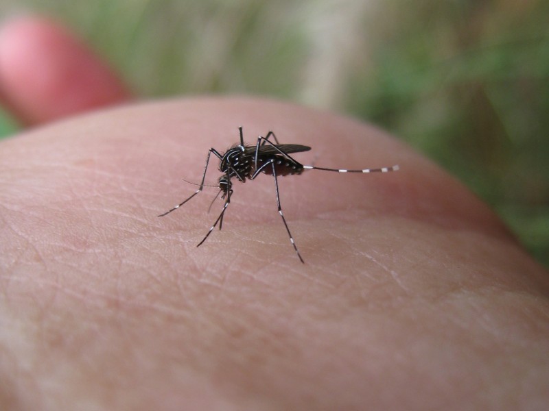 Controlada la proliferación larvaria del mosco vector del dengue: Vectores
