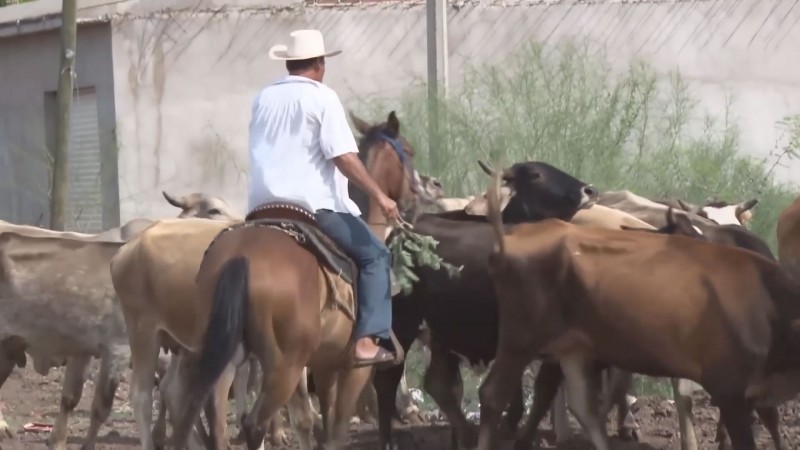 Cerca del 90 por ciento de la carne que se consume en Sinaloa, proviene de rastros TIF