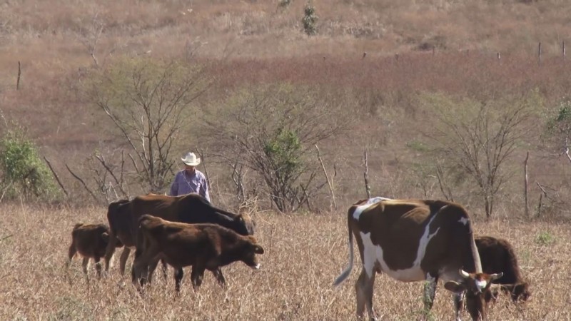 Recursos de SENASICA serán destinados a continuar los barridos para detectar enfermedades en el ganado bovino
