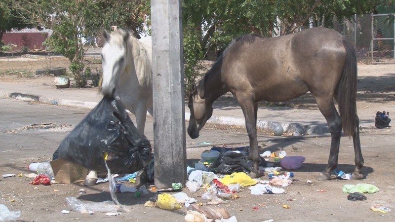 Caballos comen basura ante la falta de recolección por parte del Ayuntamiento