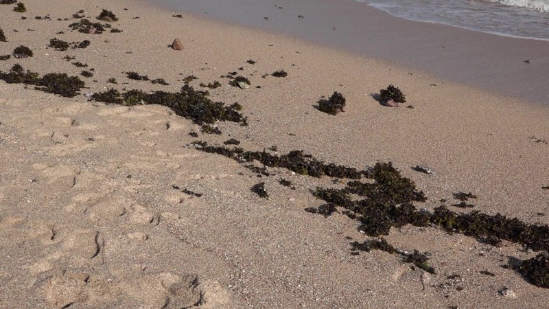 Se 'visten' de algas playas mazatlecas