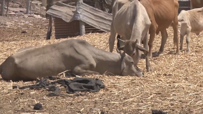 Muere ganado bovino como consecuencia de la falta de agua y pastura en los altos de Culiacán