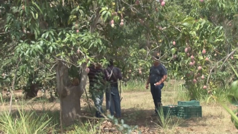 Daños por el huracán Willa, provocan caída en la producción de mango en el sur de Sinaloa