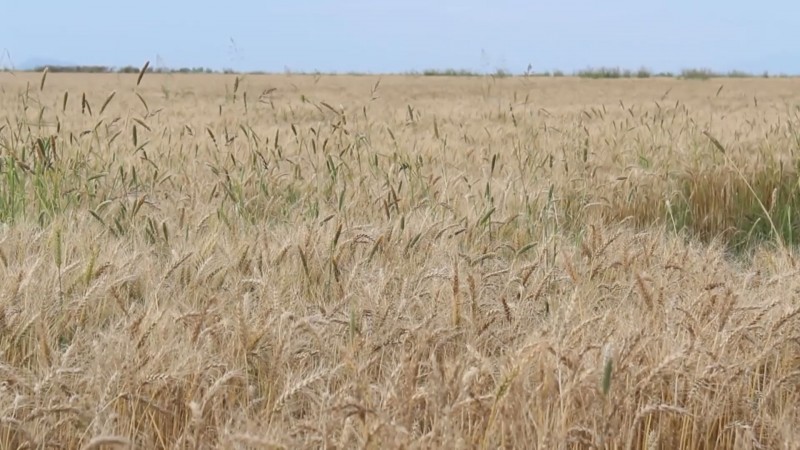 Piden productores de trigo una prórroga para pagar créditos de avío