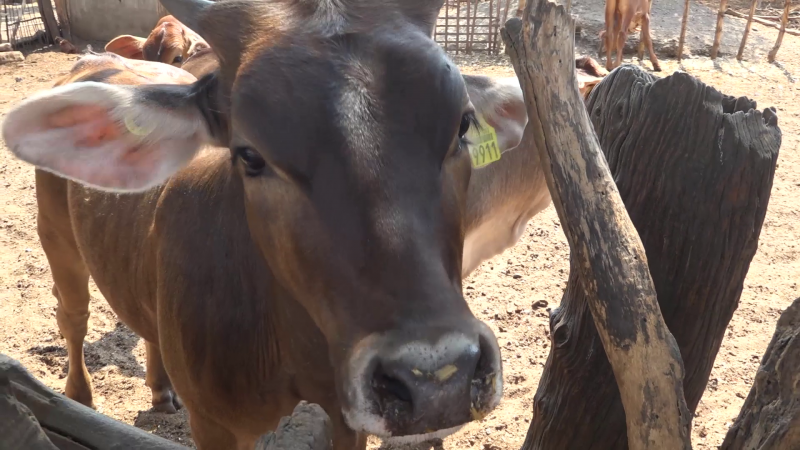 Sequía está provocando muerte de ganado en el Sur del Estado: Ganaderos