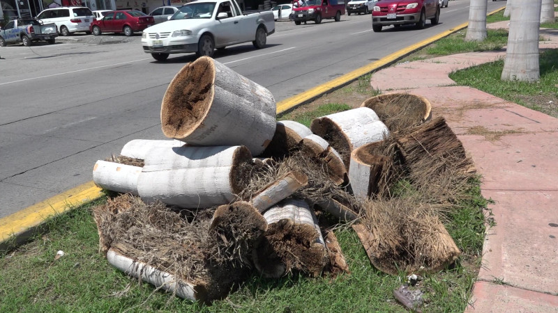Servicios Públicos municipales, detrás de la tala de palmeras en la Rafael Buelna