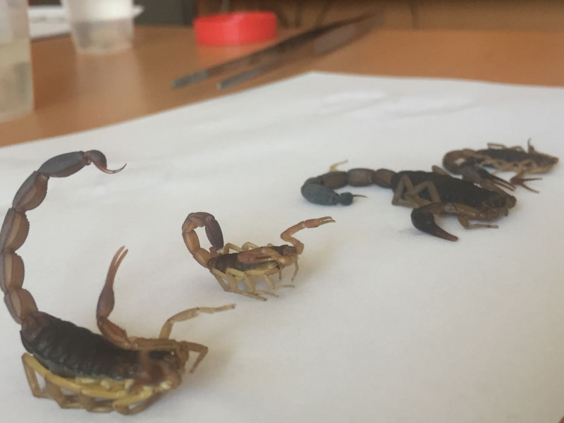 278 casos de picados por alacrán atendidos en Hospital General de Mazatlán