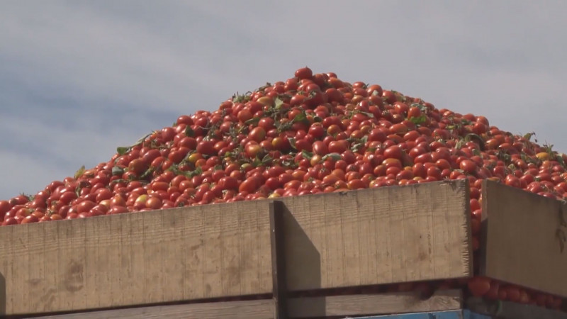Consumidor americano asumirá las consecuencias del dumping del tomate