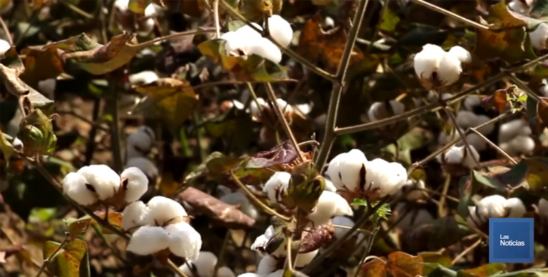 Prácticamente ha desaparecido el cultivo del algodón en el Valle del Yaqui