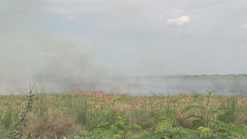 Persiste la quema de socas en el valle de Culiacán, generando mayor contaminación