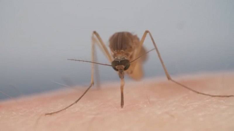 No hay alerta por paludismo