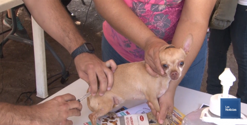 Vacunaron a mascotas contra la rabia en Ciudad Obregón