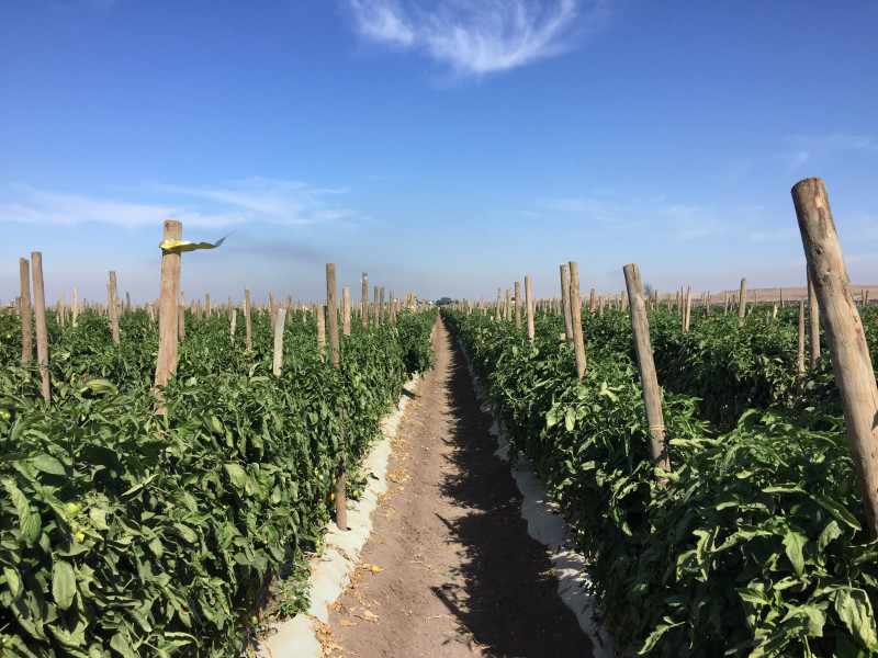 Alcanzan nuevo acuerdo productores de tomate mexicano y el departamento de comercio de Estados Unidos