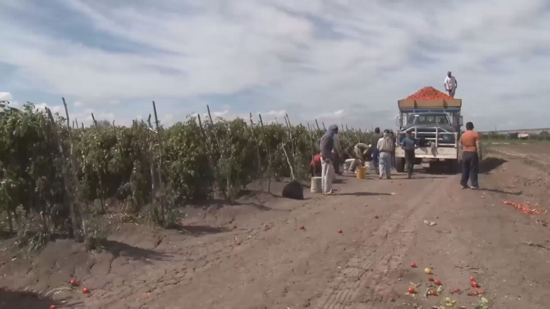 Un respiro para la producción de tomate de Sinaloa, la suspensión de la investigación por dumping